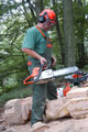 Click to see it big Ich mit Kettensäge, Impression aus dem Wald